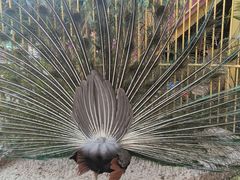 -品德宏·孔雀宴的发源地(金塔园店)