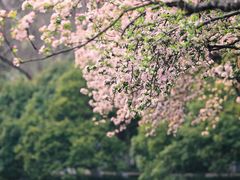-莫愁湖公园