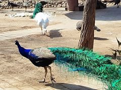 -石家庄市动物园