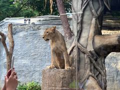 -清迈夜间动物园