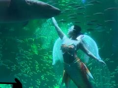 -海合安成都极地海洋公园