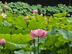 -陈家山荷花公园