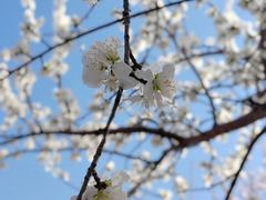 -桃花堤公园