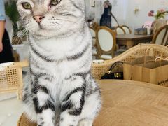 -共舞时光猫咖·狗咖(新街口店)