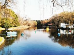 -上海共青森林公园