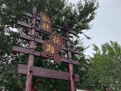 -枫林花海