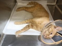 -萌兽医馆·犬猫专科·眼科中心·宠物医院(朝阳门分院)