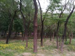 -枫花园汽车电影院(朝阳公园店)