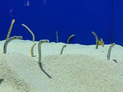 -上海海洋水族馆