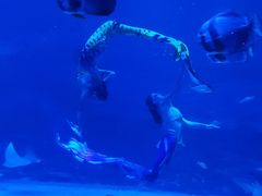 -烟台海昌鲸鲨海洋公园