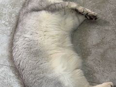 -宠颐生宠物医院·综合诊疗(先锋分院)