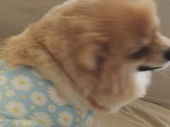 -怪兽屋·羊驼·猫咖·狗咖(俊华广场店)