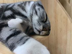 -猫和宫(六道口店)