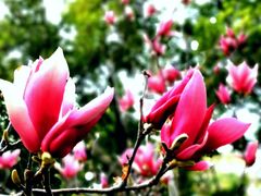 -深圳国际园林花卉博览园