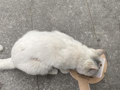 -BABIT巴比特宠物(MOMOPARK店)