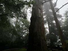 -天目山大树王景区