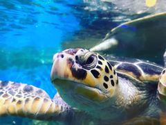 -海合安武汉极地海洋公园