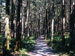 -重庆睡佛山森林公园