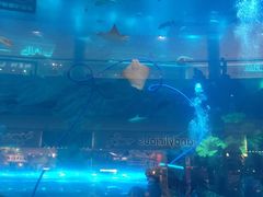 -迪拜水族馆及水下动物园