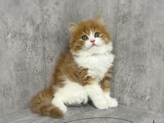-小猫来了·猫舍(红山六九七九店)