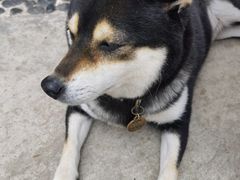 -柴犬高等学院·狗咖·柴犬售卖·宠物训练