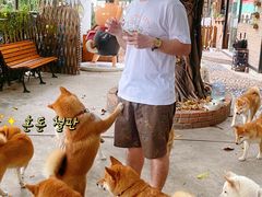 -柴犬高等学院·狗咖·柴犬售卖·宠物训练