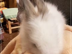 -猫猫幼稚园·撸猫·桌游·电玩