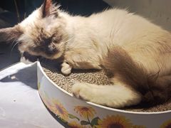 -喵喵咪呀布偶猫咖(春熙路店)