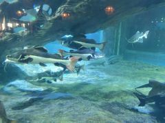 -华夏文旅西安度假区