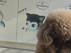 -全心全意连锁动物医院·微创中心·内科急重症·心脏专科(丰管路店)