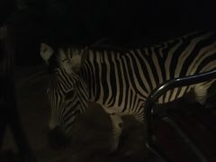 -清迈夜间动物园