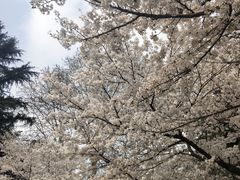 -武汉大学-樱园