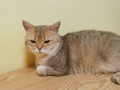 -Meowの猫咖(万家丽店)