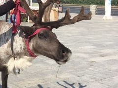 -北极村旅游风景区