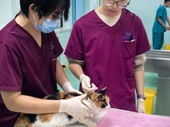 -北京观赏动物医院·24小时大型综合·猫专科·异宠专科