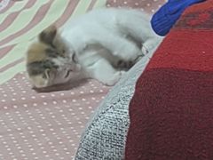 -美迦爱-牙专科·兔科·骨科诊疗中心(北苑店)