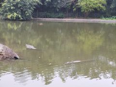 -广州长隆飞鸟乐园