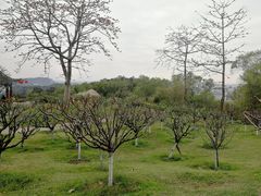 -广州莲花山旅游区