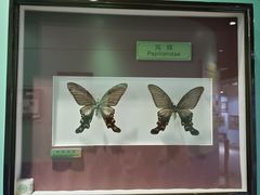 -上海昆虫博物馆