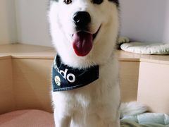 -Husky Go! 哈士奇体验馆·宠物咖啡厅狗咖
