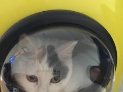 -纳吉亚猫专科动物诊疗中心(蒋宅口分院)