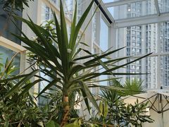 -大树餐厅(红旗街万达店)