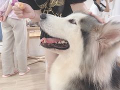 -李小姐の猫咖啡馆(五角场店)