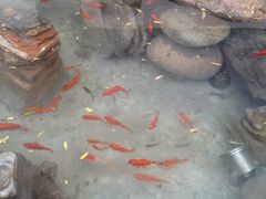 -枫花园汽车电影院(朝阳公园店)