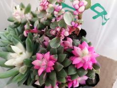 -秦美花卉(天朗·莱茵小城2期店)