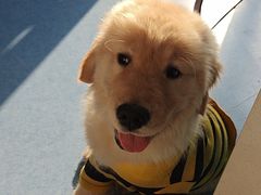 -博特宠物医院24h犬猫全科.骨科·异宠