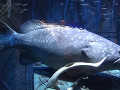 -迪拜水族馆及水下动物园