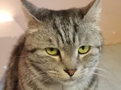 -猫儿山۰猫主题餐厅