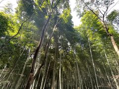 -上海佘山国家森林公园西佘山园