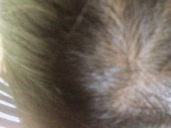 -髻尚坊增发补发织发假发定制